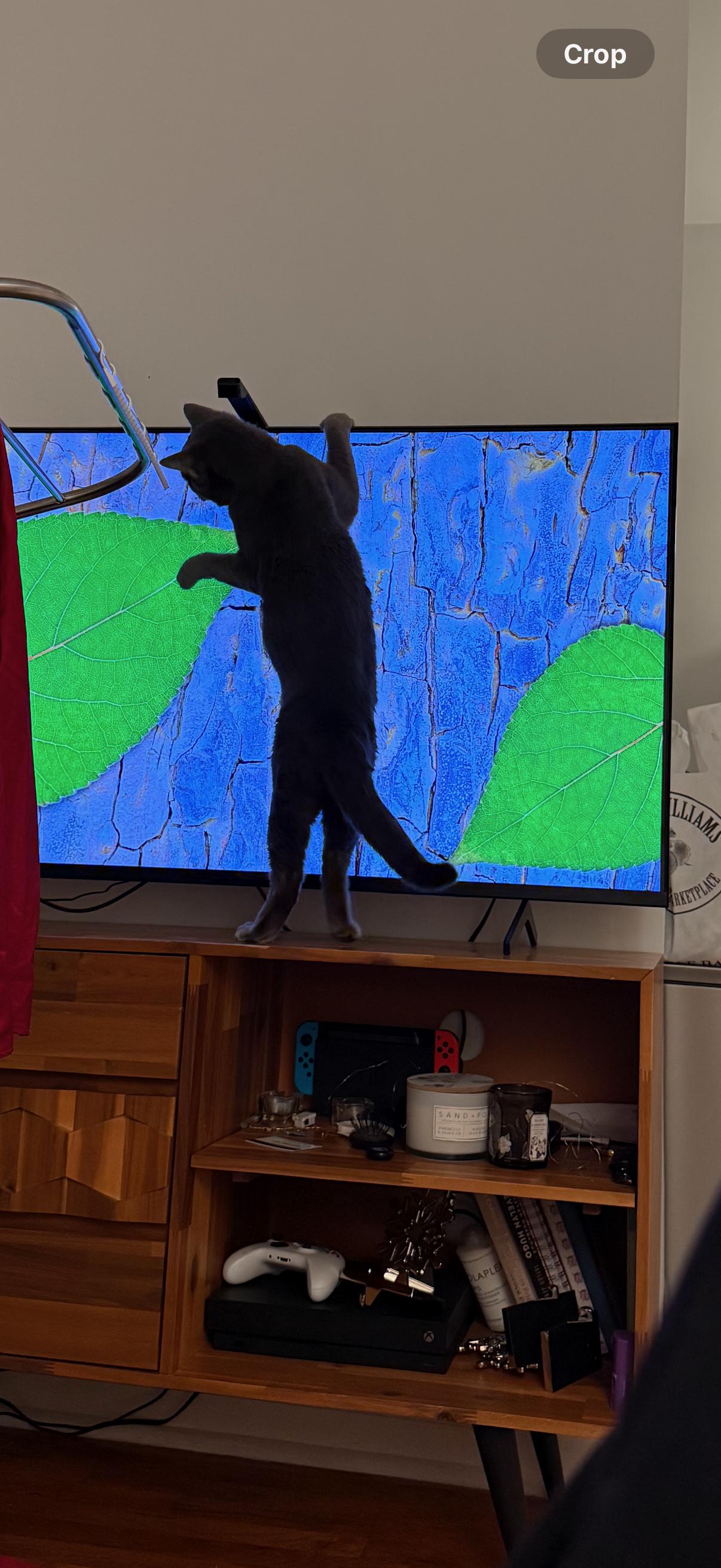 Enlarge Juice Box, an adopted mixed breed in Brooklyn, NY image 3/4