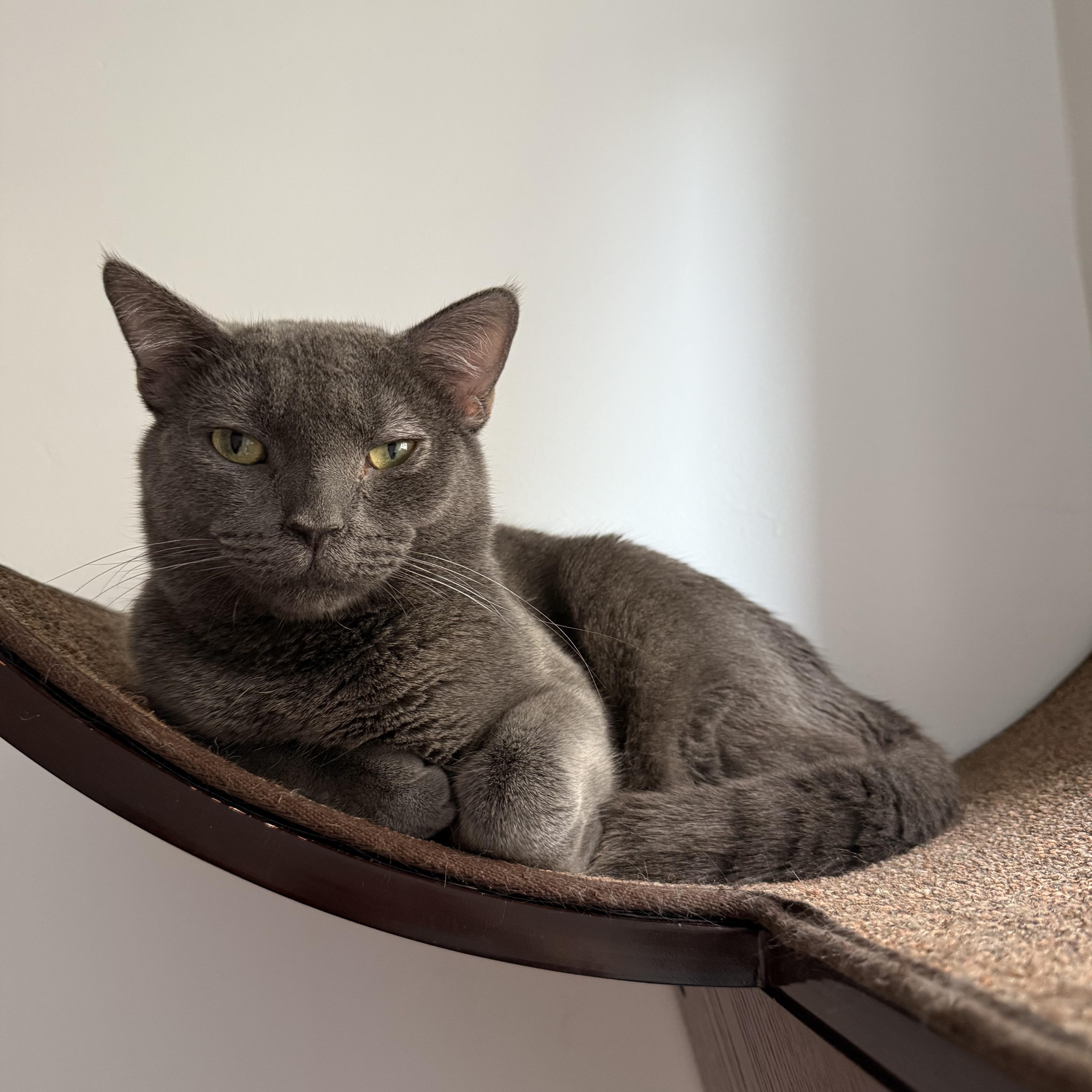 Enlarge Juice Box, an adopted mixed breed in Brooklyn, NY image 2/4