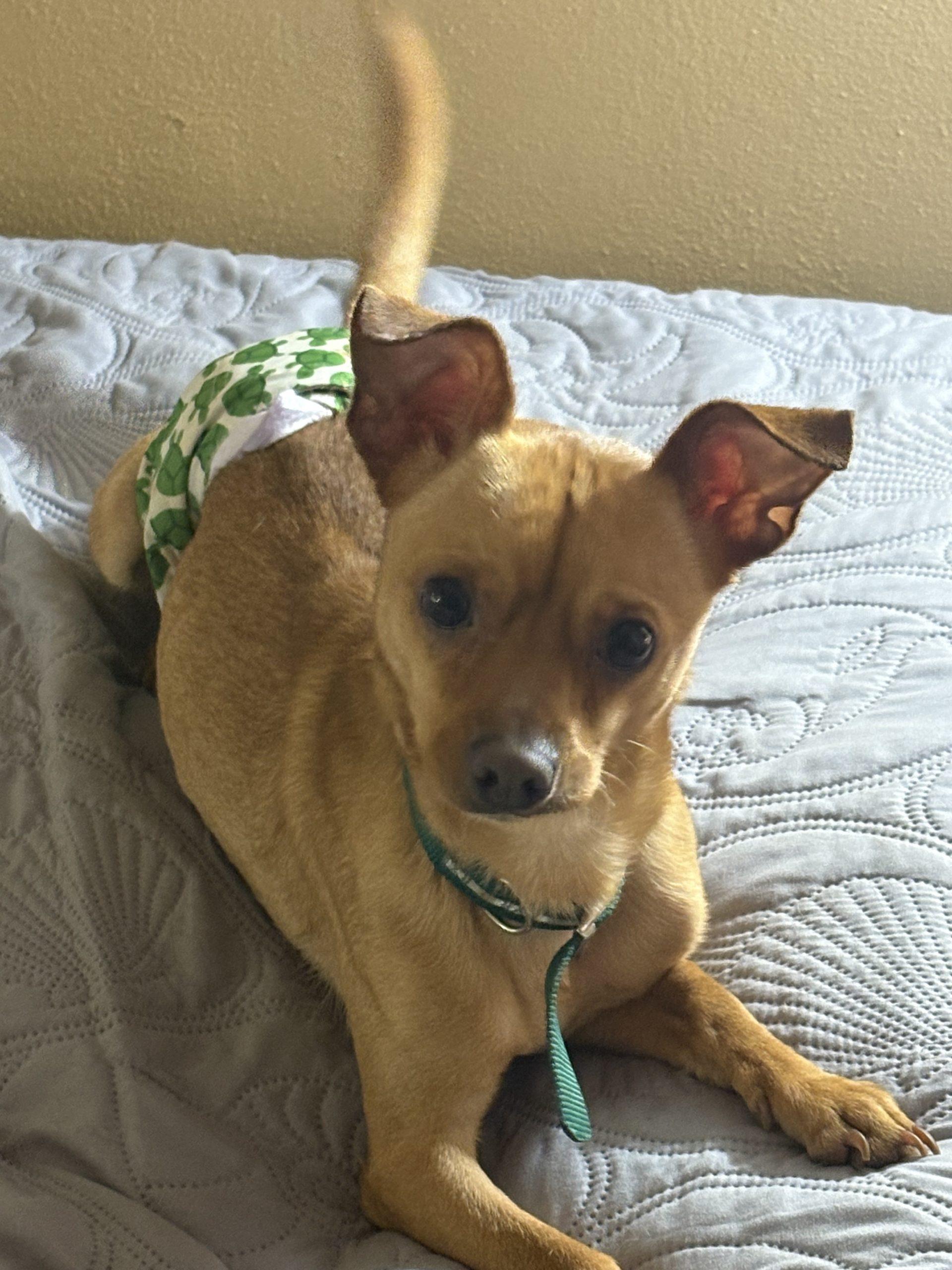 Moose, Adoptable, Puppy Male Chihuahua.