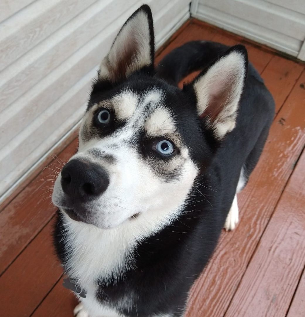 Goose, a Adoptable Siberian Husky in Catawissa, PA image 1/6