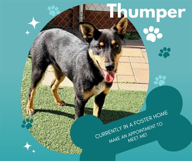 THUMPER, Adoptable, Young Male Border Collie & Mixed Breed.
