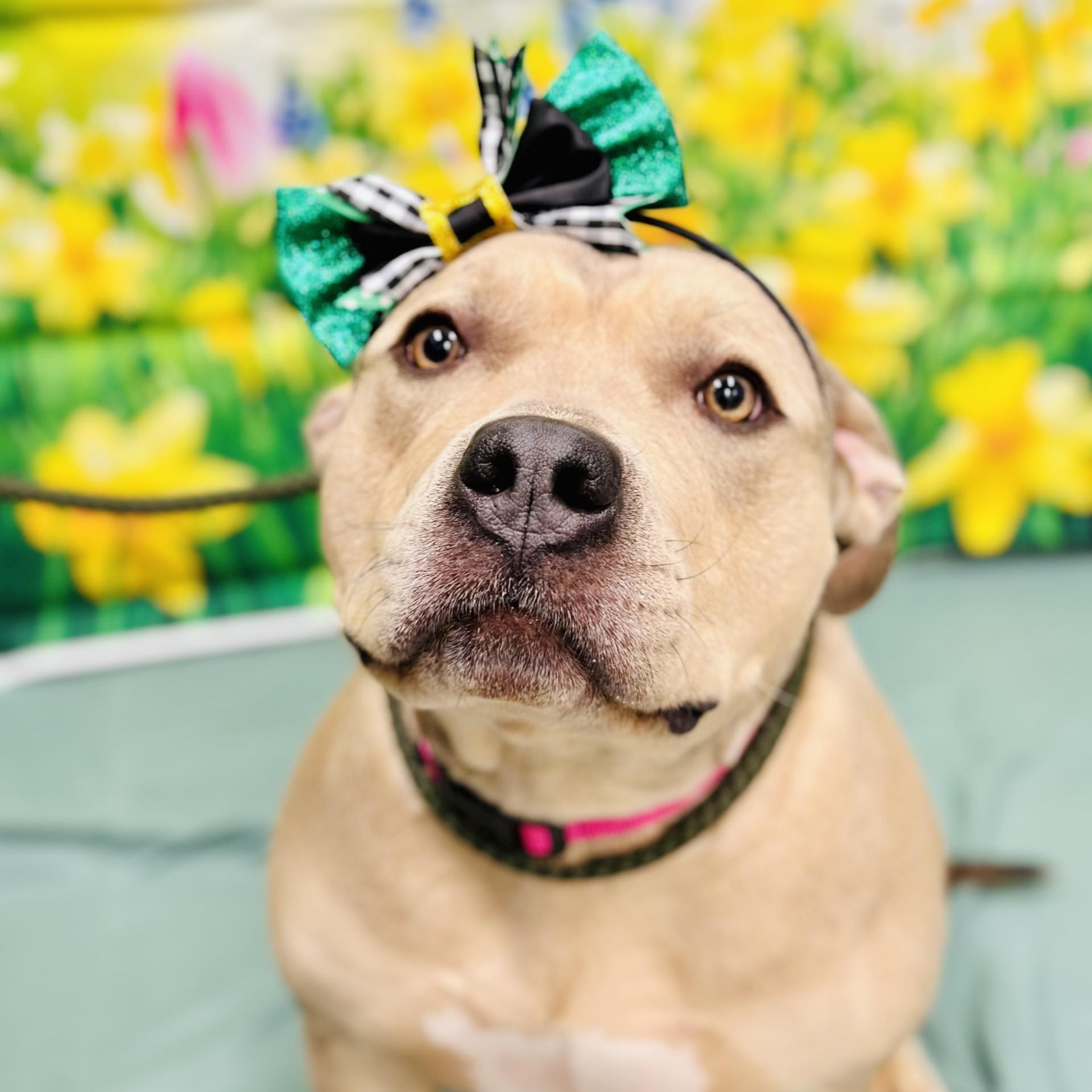 Luci , ADOPTABLE, Adult Female American Bully.