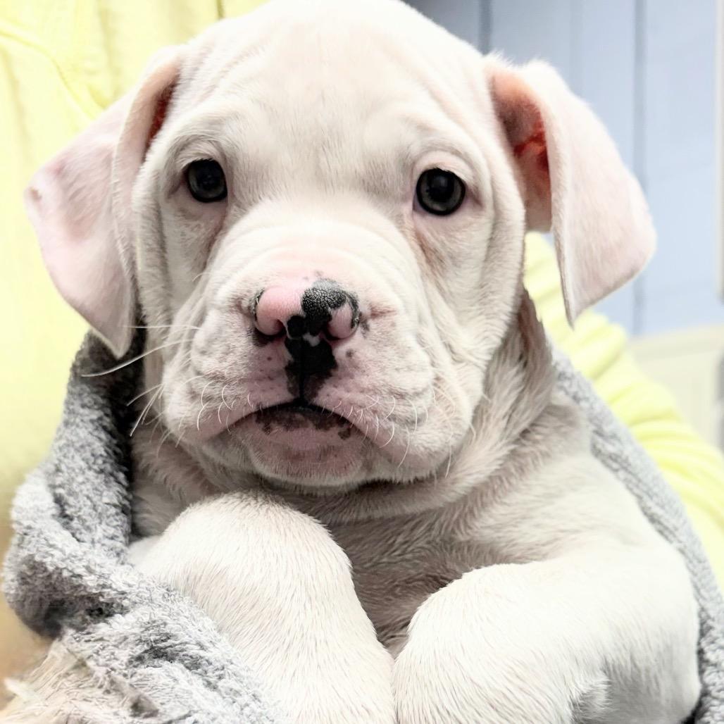 Toe, Adoptable, Puppy Male Mixed Breed.