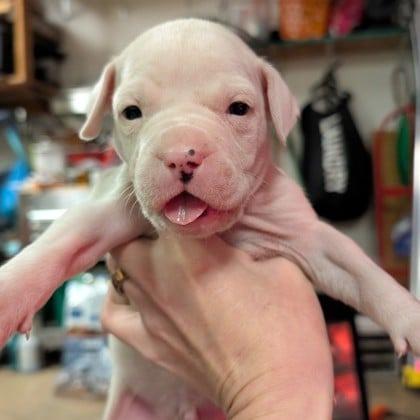 Toe, a Adoptable Mixed Breed in DeKalb, IL image 2/5