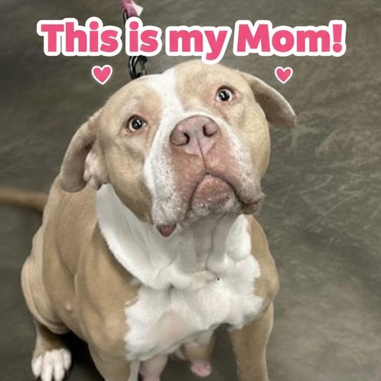 Toe, a Adoptable Mixed Breed in DeKalb, IL image 3/5