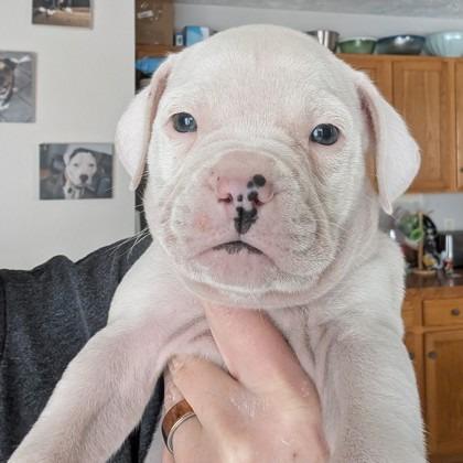 Toe, a Adoptable Mixed Breed in DeKalb, IL image 4/5