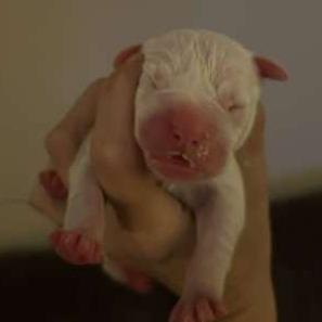 Toe, a Adoptable Mixed Breed in DeKalb, IL image 5/5