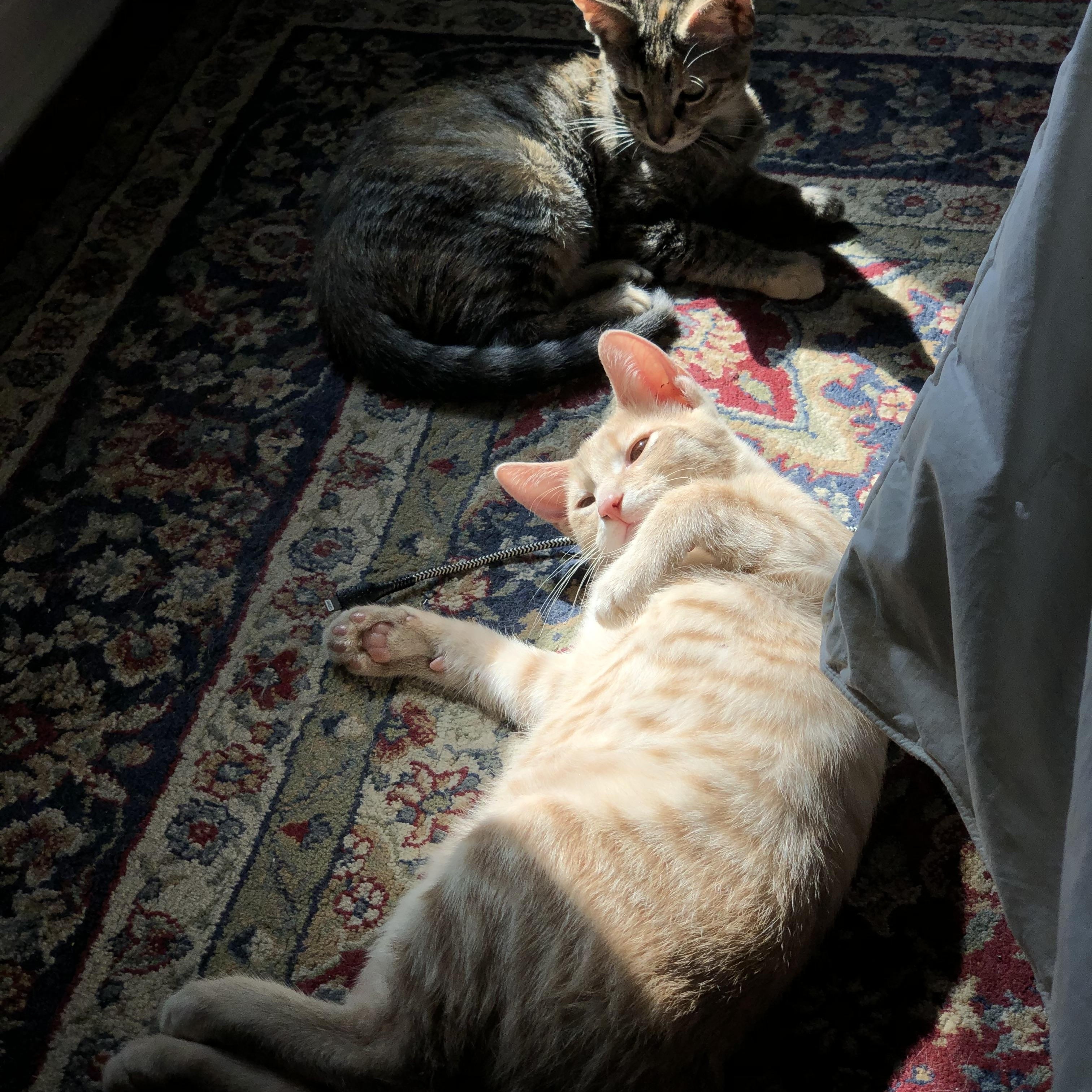 PB, Adoptable, Young Male Domestic Short Hair.