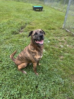 Axel, a Adoptable mixed breed in Cumberland, MD image 1/3