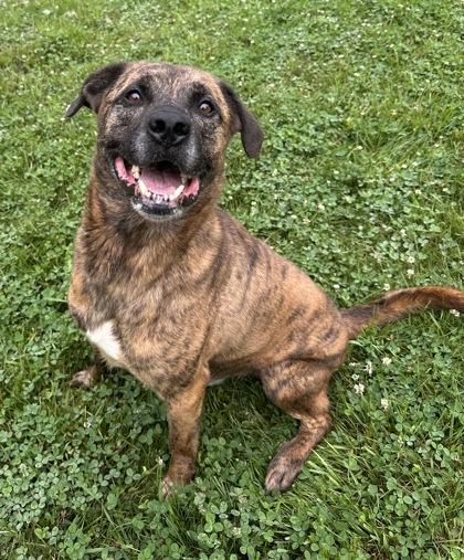 Axel, a Adoptable mixed breed in Cumberland, MD image 3/3