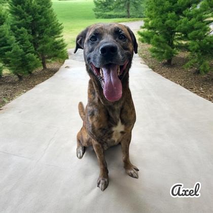 Axel, a Adoptable mixed breed in Cumberland, MD image 3/3