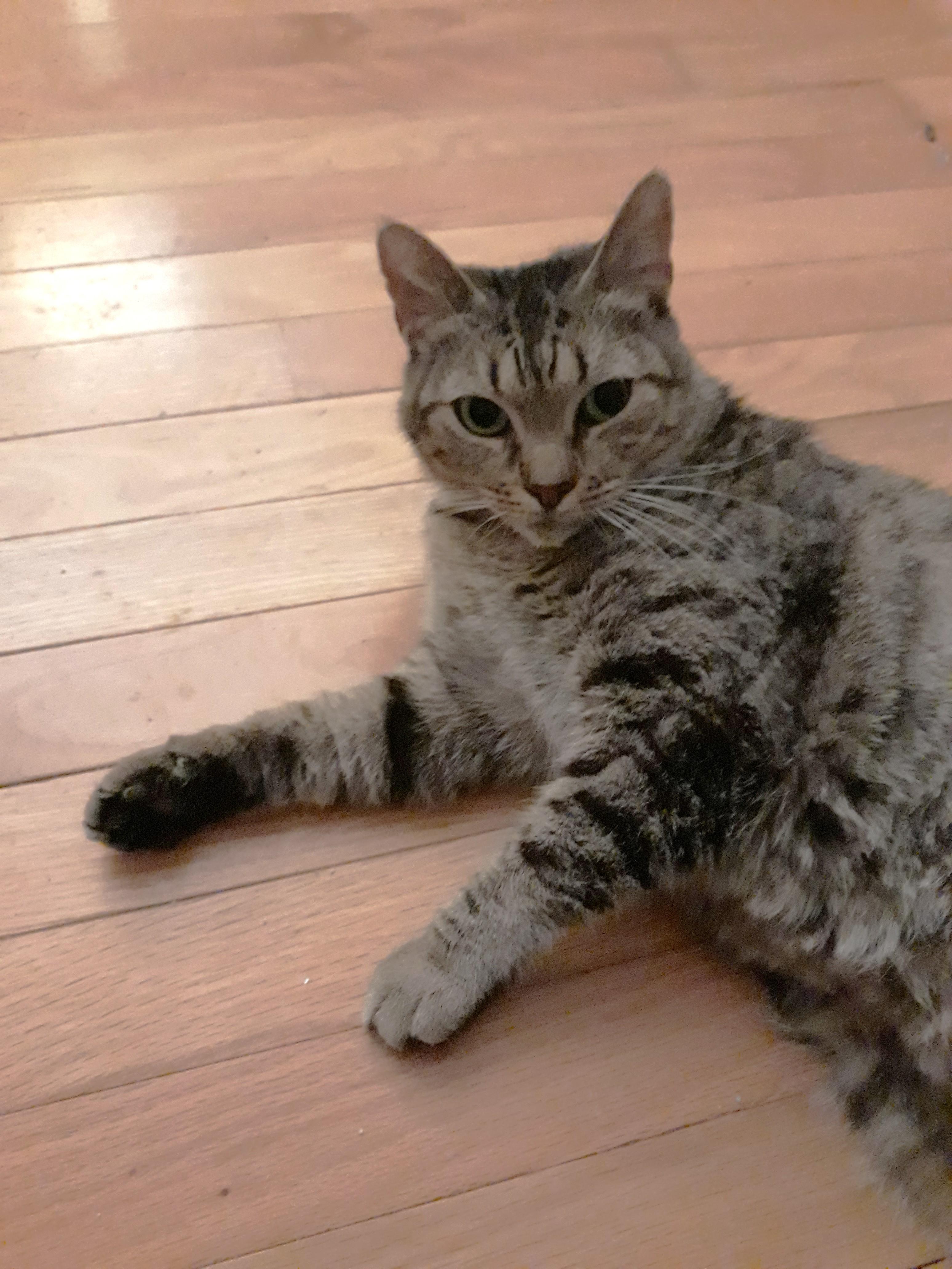 Enlarge Sinderella, a Adoptable Domestic Short Hair in Marietta, GA image 2/6