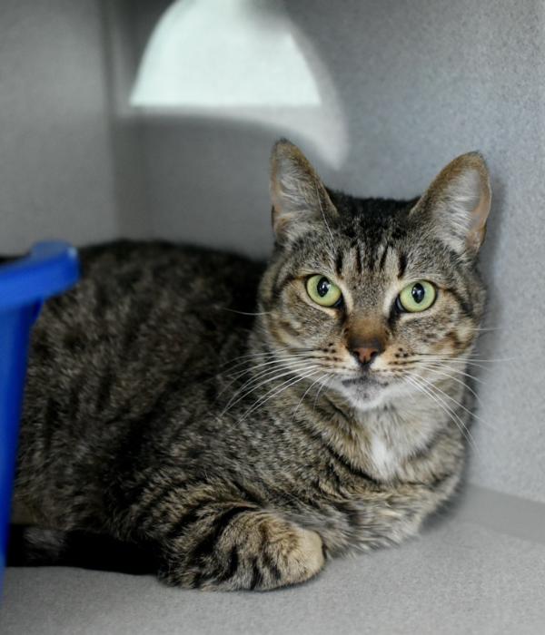 Enlarge Sinderella, a Adoptable Domestic Short Hair in Marietta, GA image 3/6