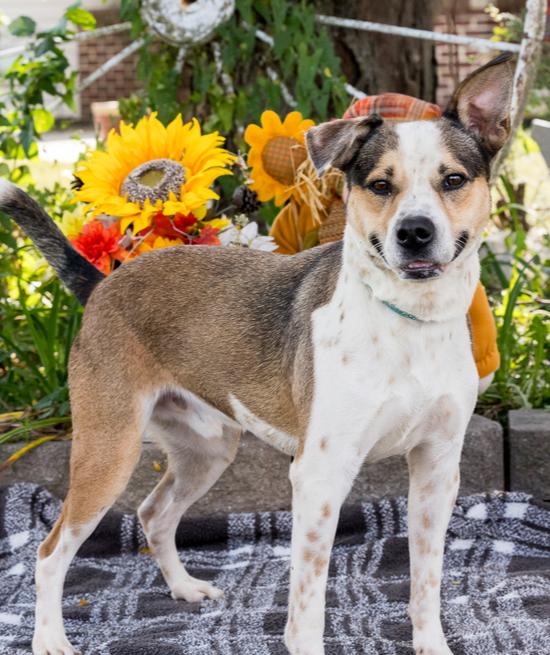 SR George, Adoptable, Adult Male Cattle Dog.