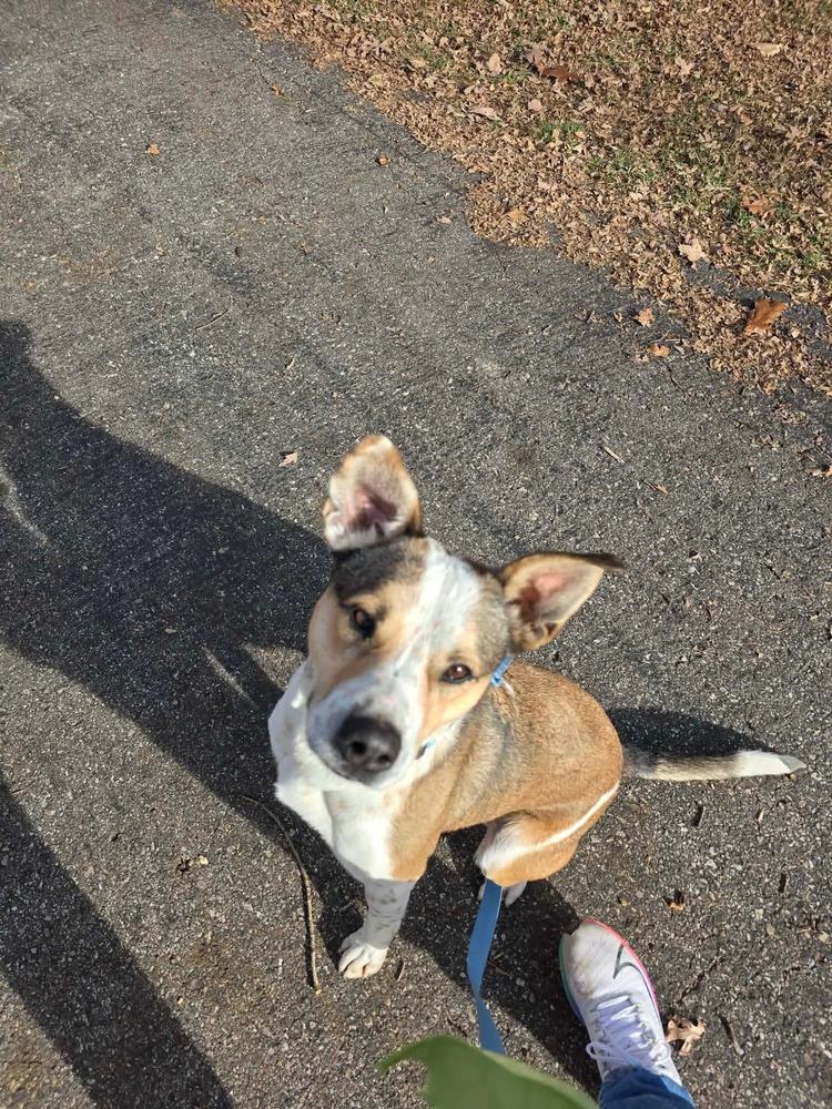 Enlarge SR George, a Adoptable mixed breed in Warrenton, MO image 2/6