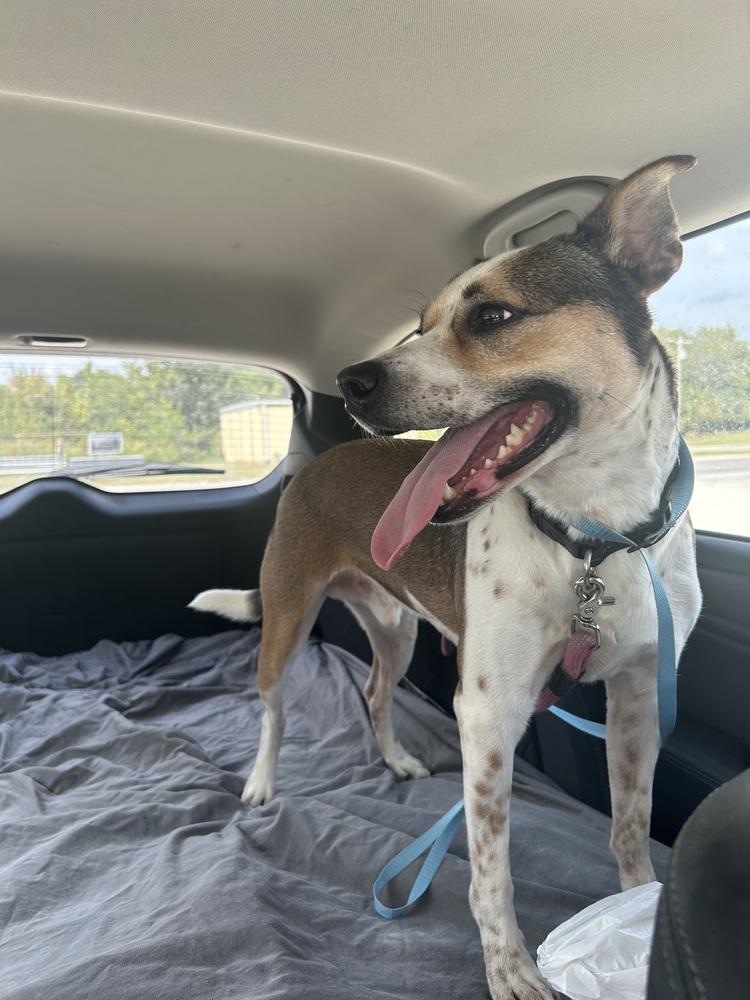 Enlarge SR George, a Adoptable mixed breed in Warrenton, MO image 3/6