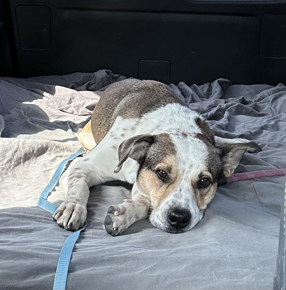 Enlarge SR George, a Adoptable mixed breed in Warrenton, MO image 4/6