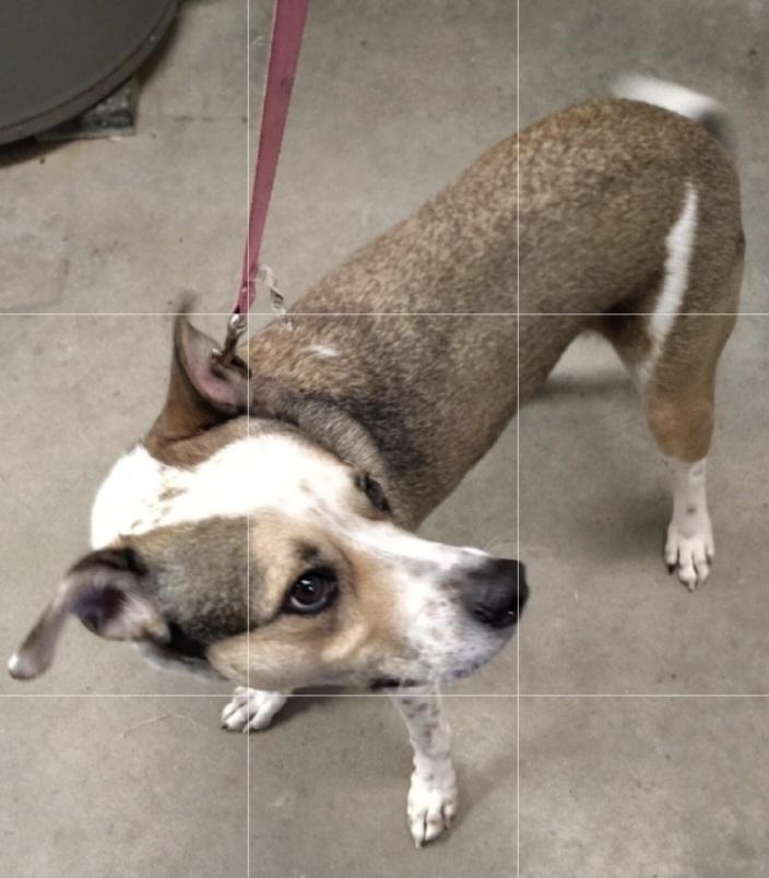 Enlarge SR George, a Adoptable mixed breed in Warrenton, MO image 5/6