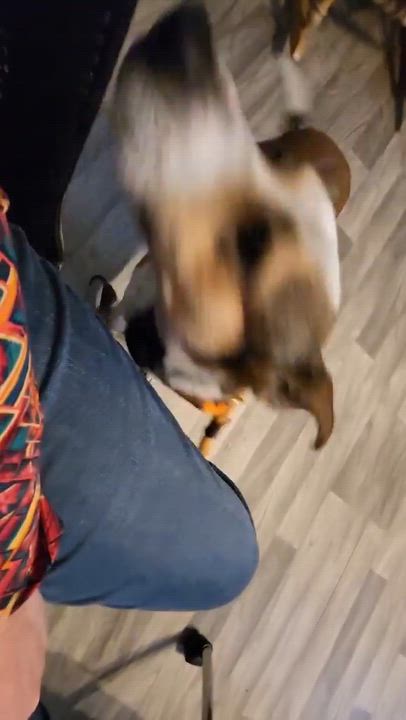 Enlarge SR George, a Adoptable mixed breed in Warrenton, MO video 6/6