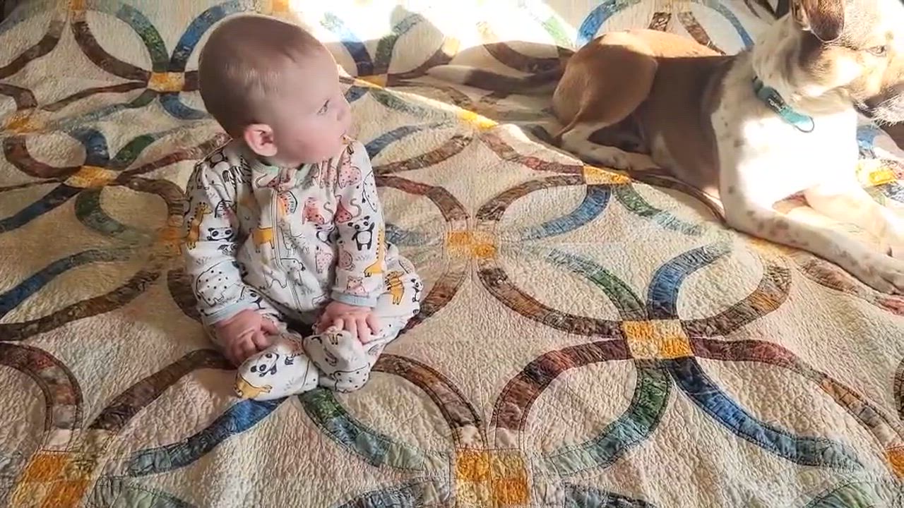 Enlarge SR George, a Adoptable mixed breed in Warrenton, MO video 6/6