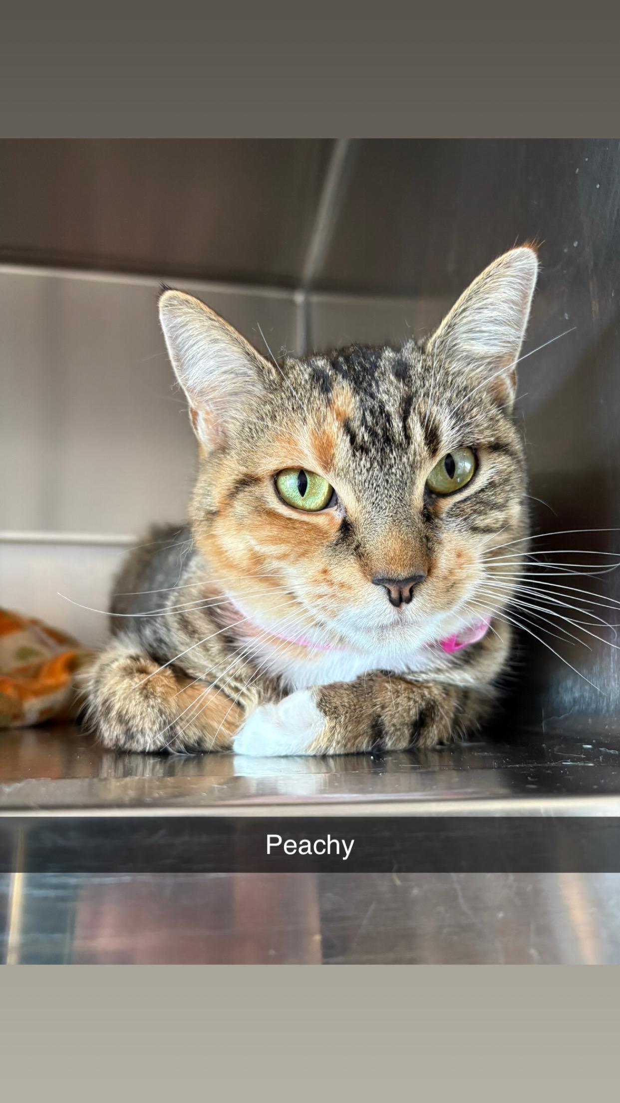 Enlarge Peachy, a Adoptable mixed breed in Weyburn, SK image 1/1