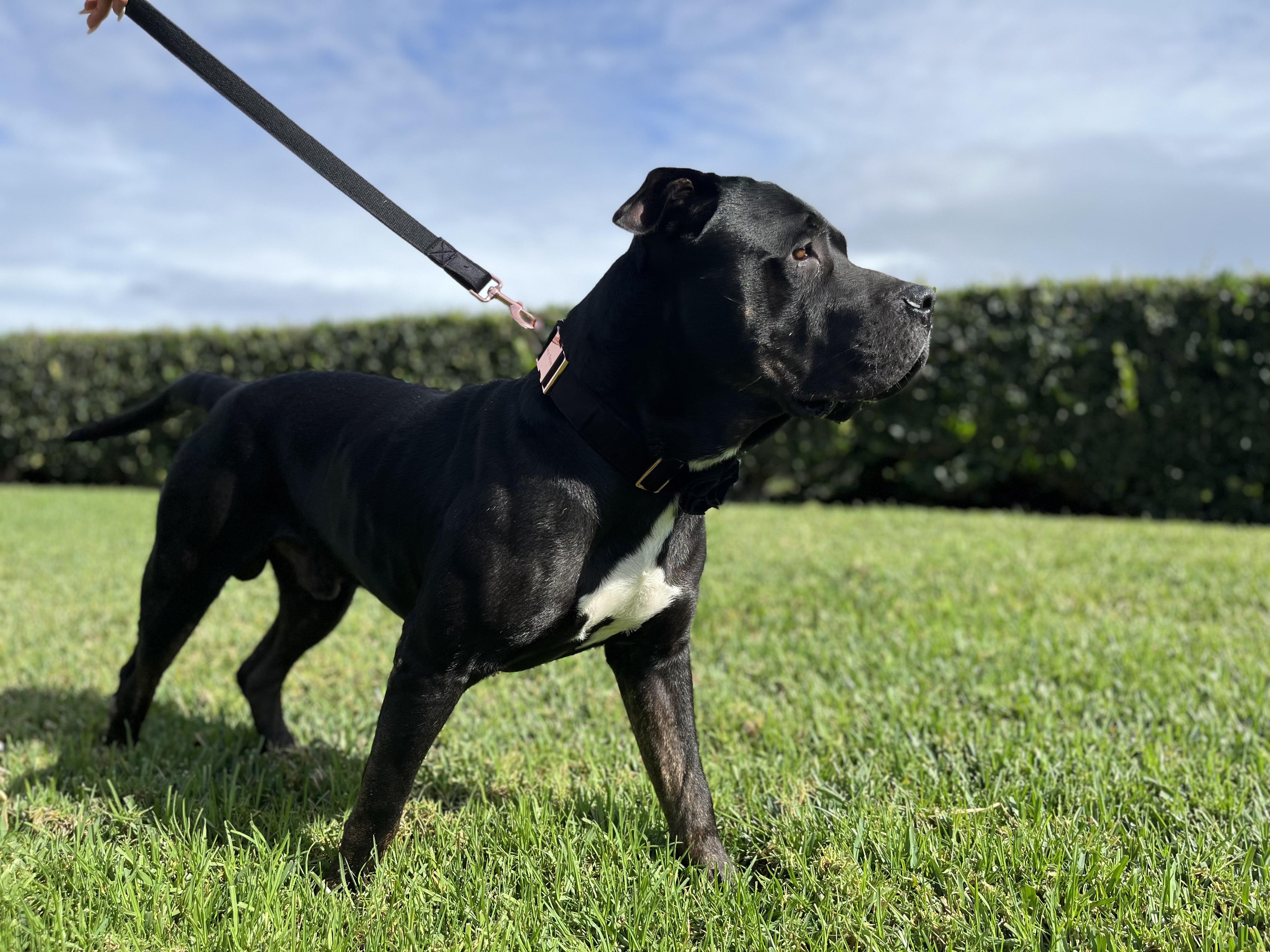 Enlarge Duckie, a Adoptable mixed breed in Los Angeles, CA image 5/6