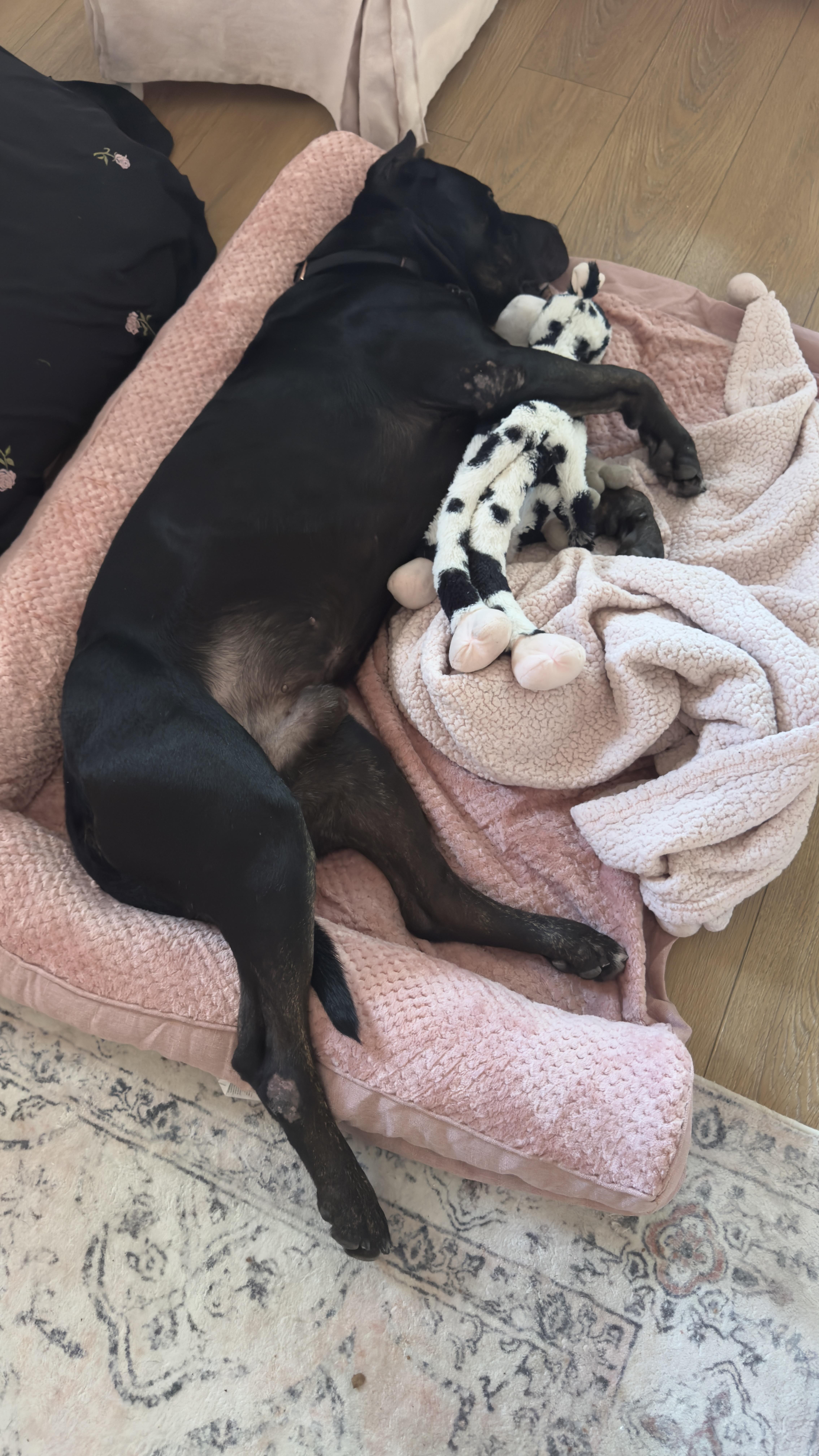 Enlarge Duckie, a Adoptable mixed breed in Los Angeles, CA image 4/6