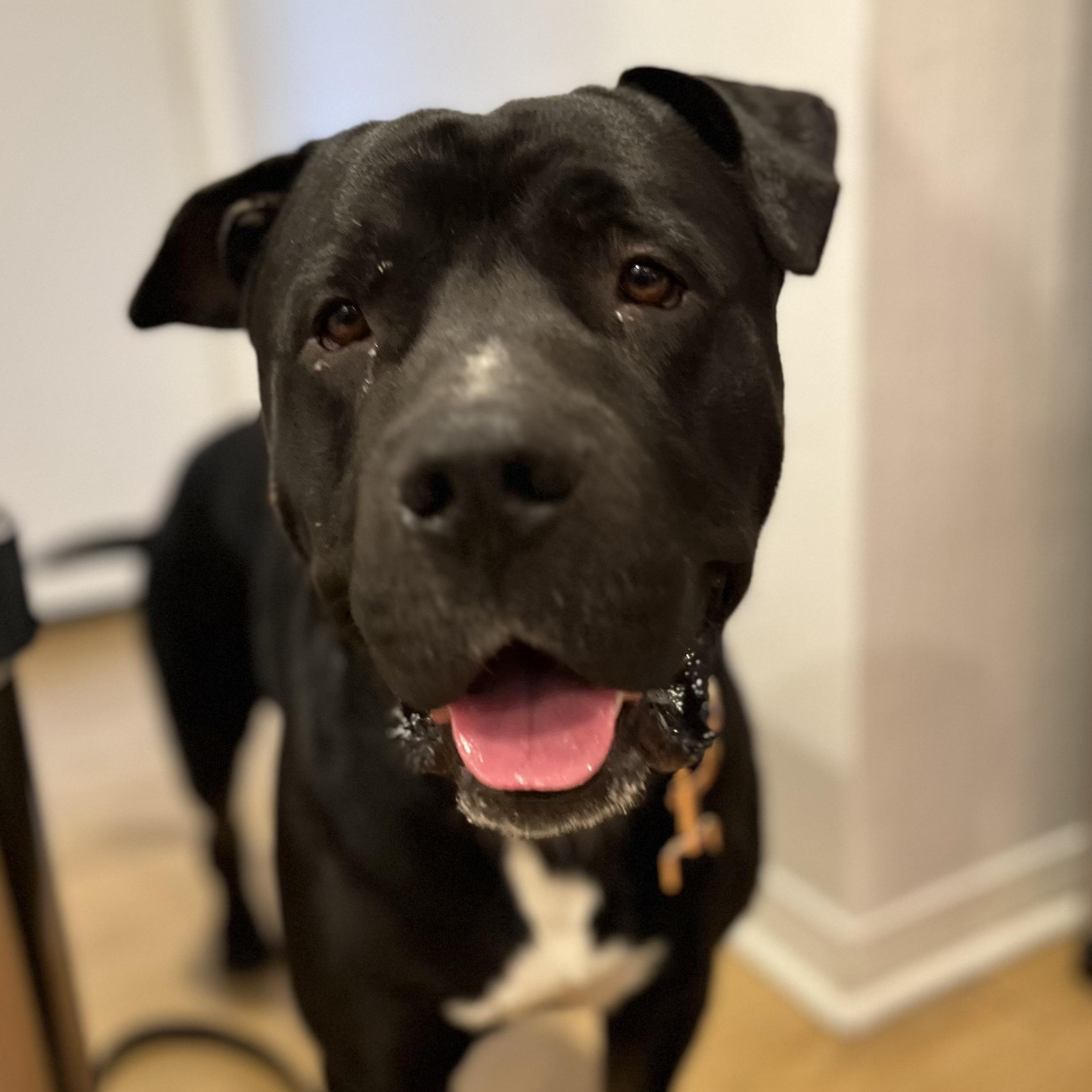 Enlarge Duckie, a Adoptable mixed breed in Los Angeles, CA image 1/6