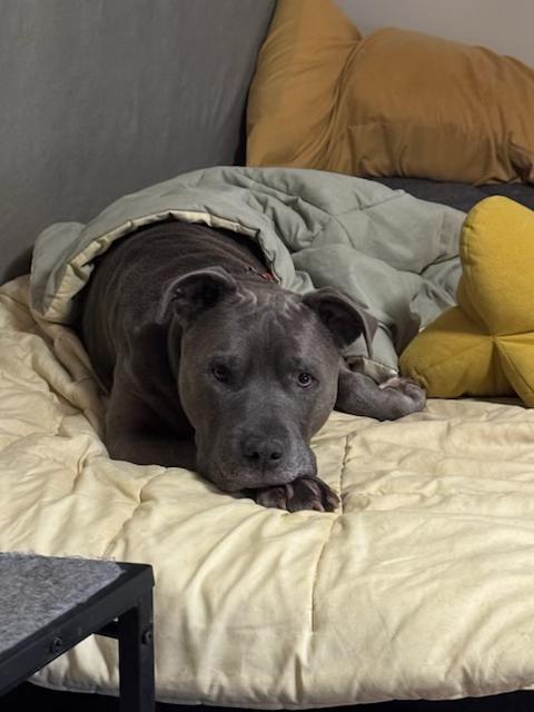 Enlarge Shadow, a Adoptable Pit Bull Terrier in Hummelstown, PA image 2/4