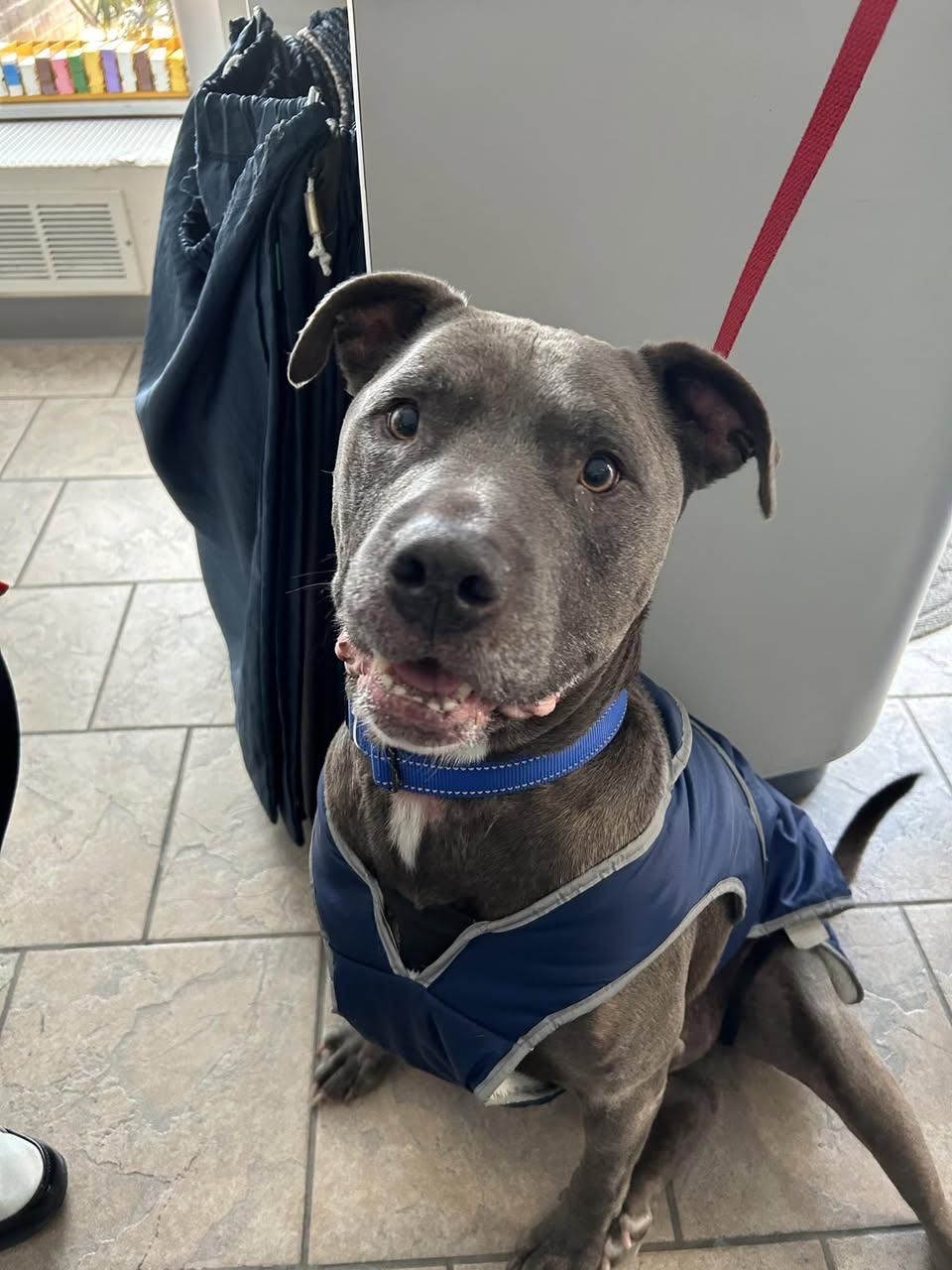 Enlarge Shadow, a Adoptable Pit Bull Terrier in Hummelstown, PA image 1/4