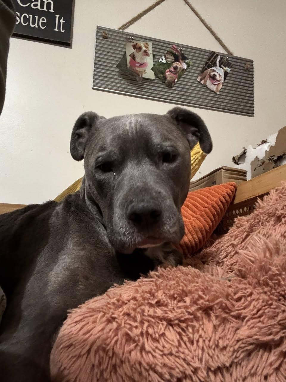 Enlarge Shadow, a Adoptable Pit Bull Terrier in Hummelstown, PA image 4/4