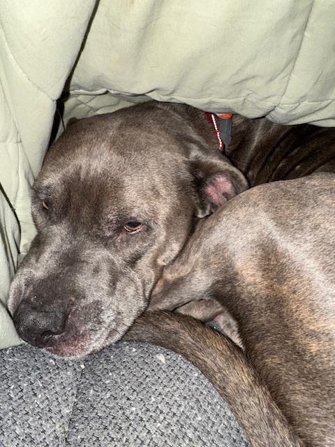 Enlarge Shadow, a Adoptable Pit Bull Terrier in Hummelstown, PA image 3/4