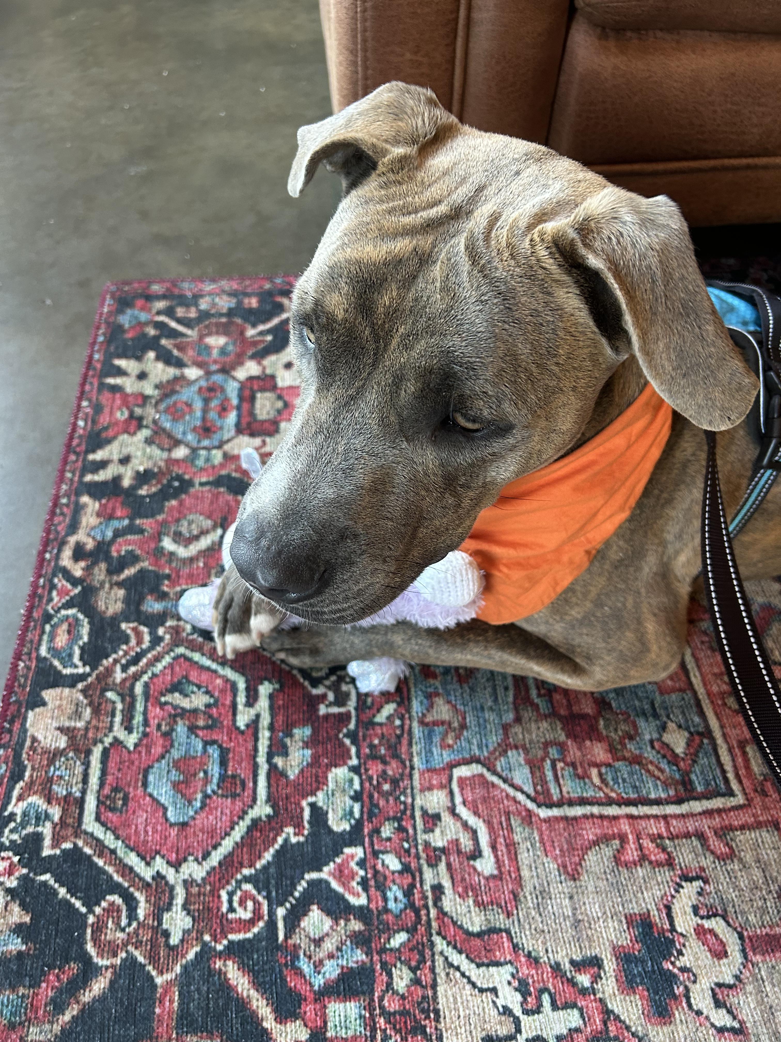 Roscoe, a Adoptable mixed breed in Mobile, AL image 1/4