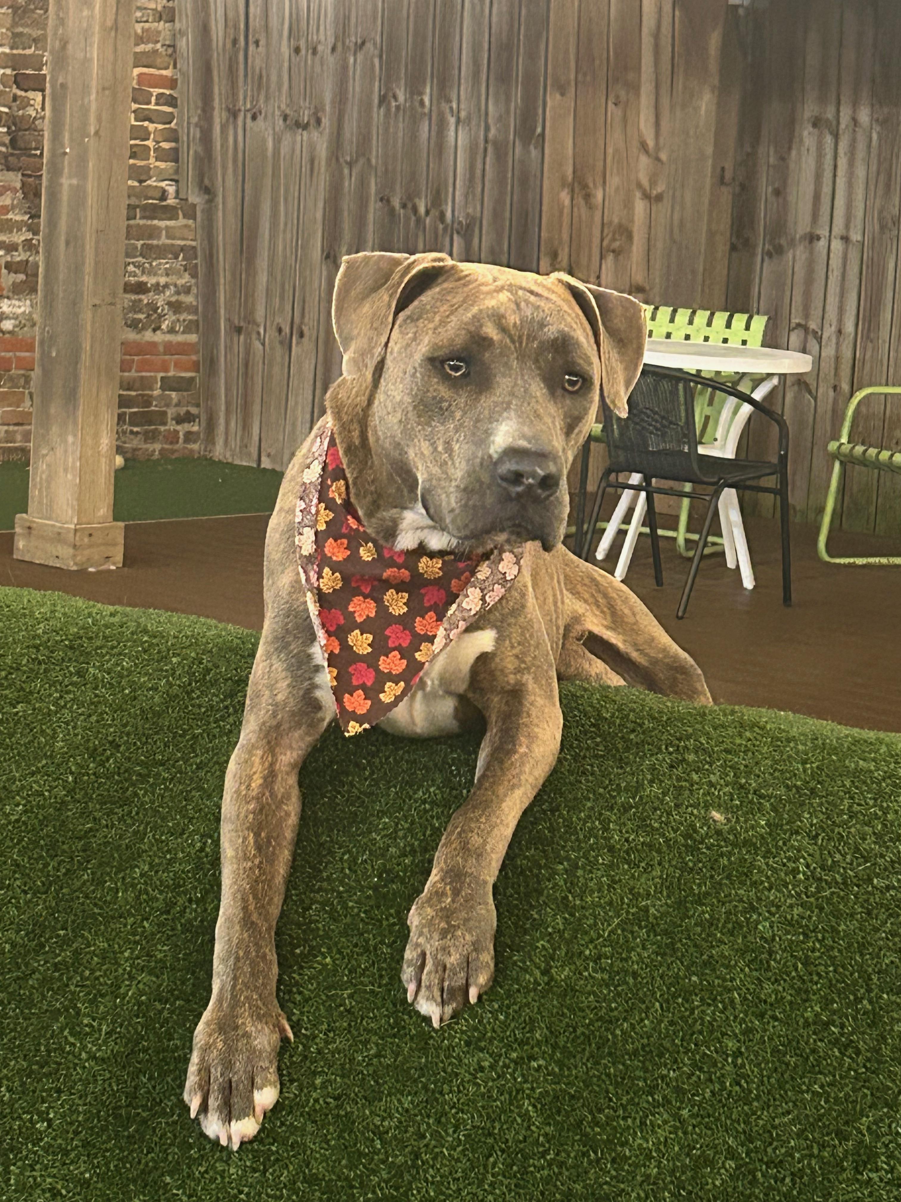 Roscoe, a Adoptable mixed breed in Mobile, AL image 3/4