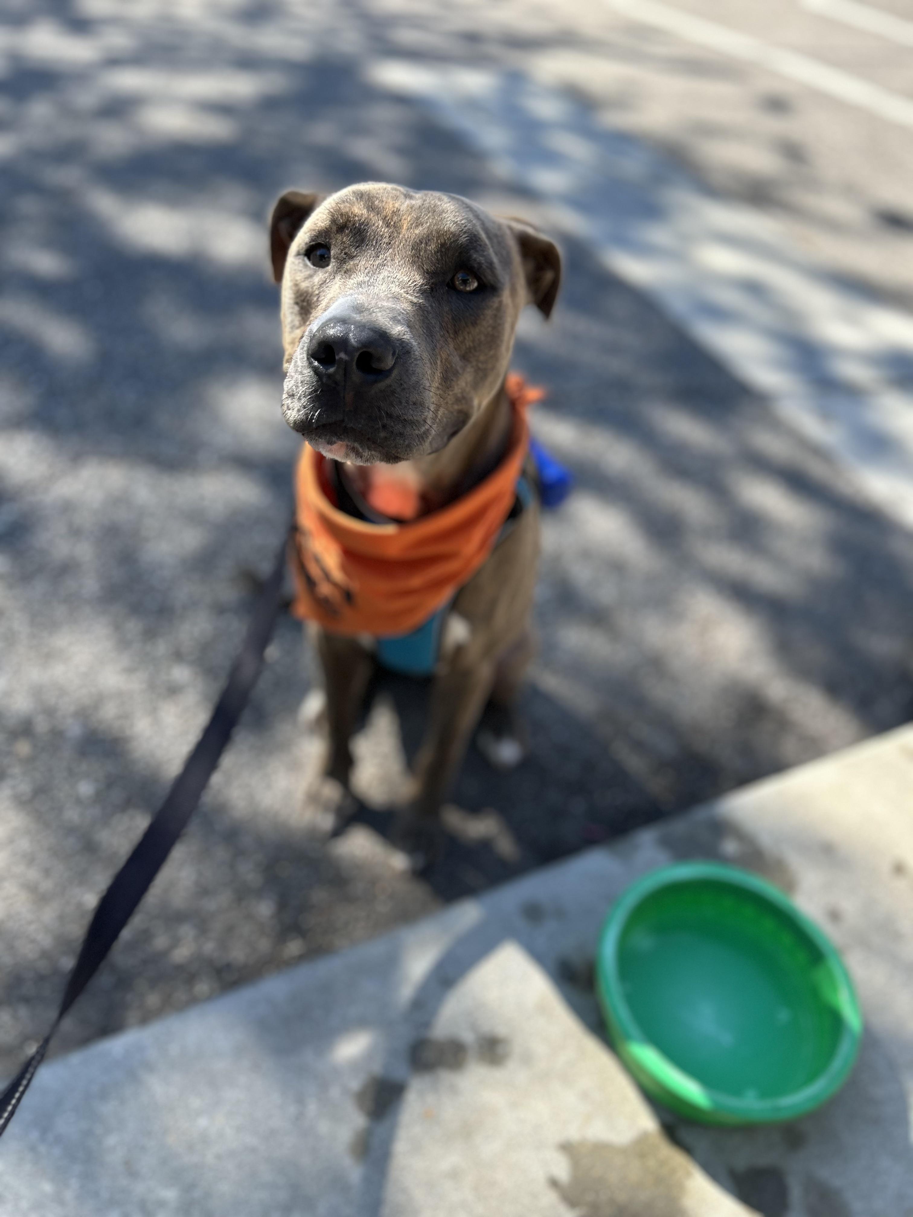 Roscoe, a Adoptable mixed breed in Mobile, AL image 4/4