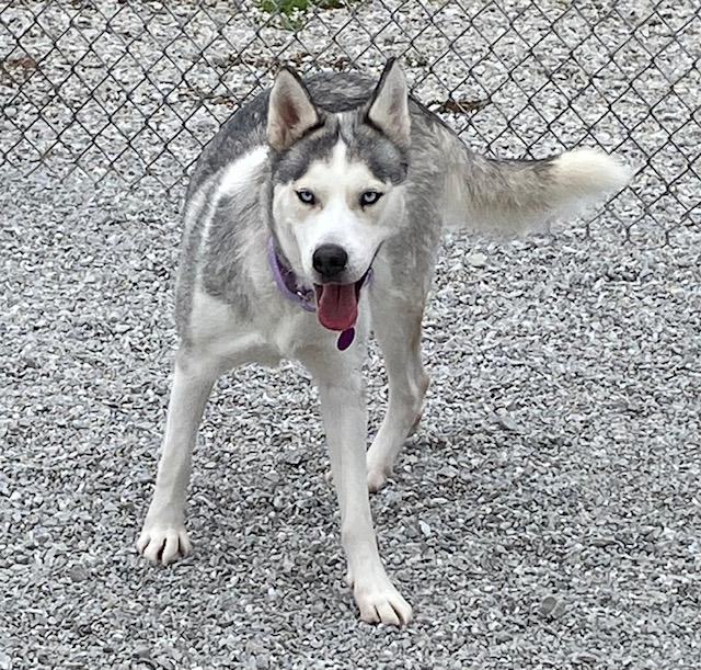 FROST, Adopted, Young Female Siberian Husky.