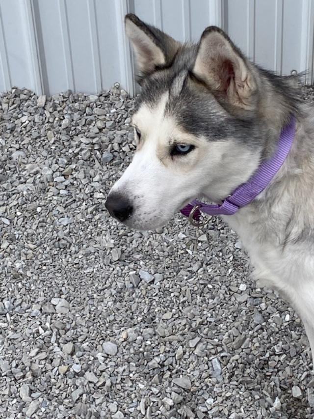 Enlarge FROST, a Adopted Siberian Husky in Indianapolis, IN image 2/5