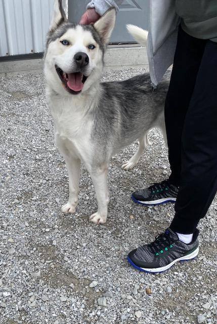 Enlarge FROST, a Adopted Siberian Husky in Indianapolis, IN image 3/5