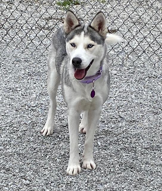 Enlarge FROST, a Adopted Siberian Husky in Indianapolis, IN image 4/5
