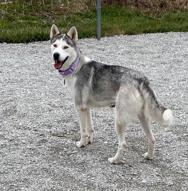 Enlarge FROST, a Adopted Siberian Husky in Indianapolis, IN image 5/5