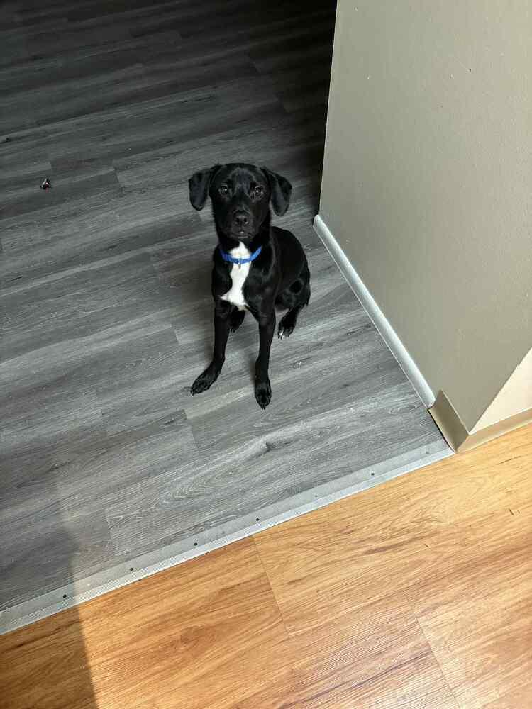 Abel, Adoptable, Puppy Male Labrador Retriever.