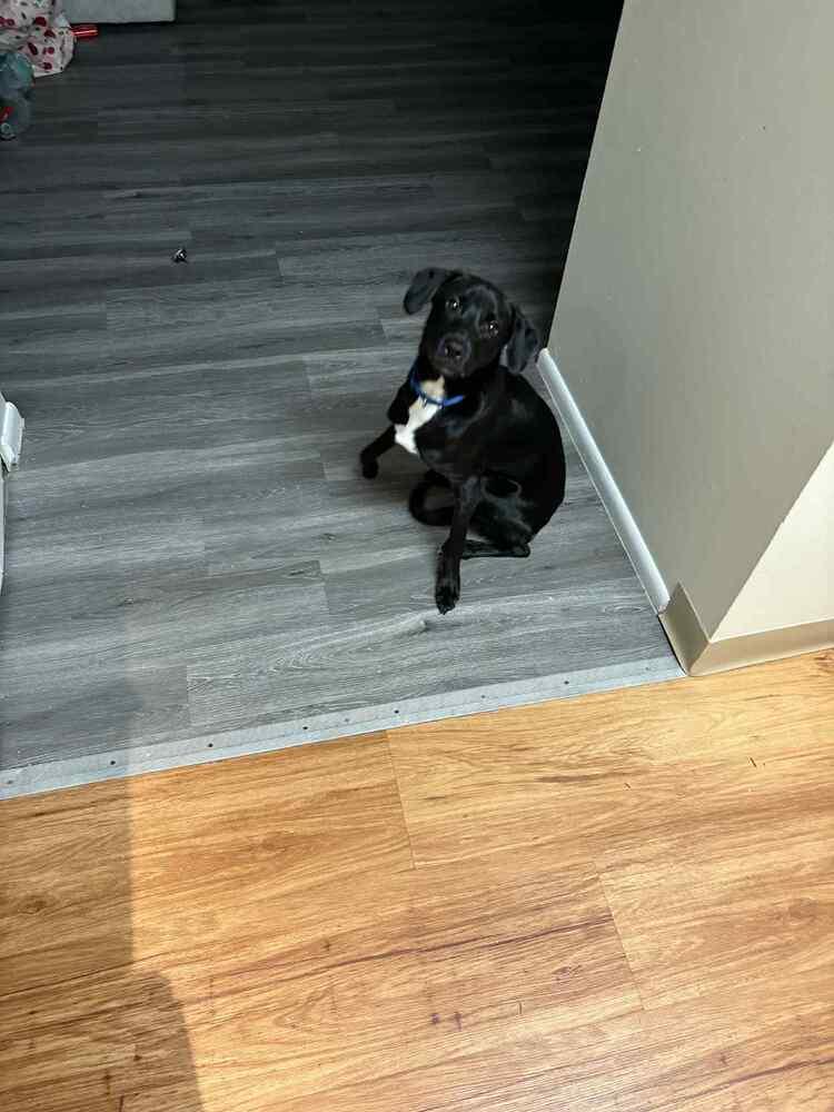 Abel, a Adoptable Labrador Retriever in New Bedford, MA image 3/6