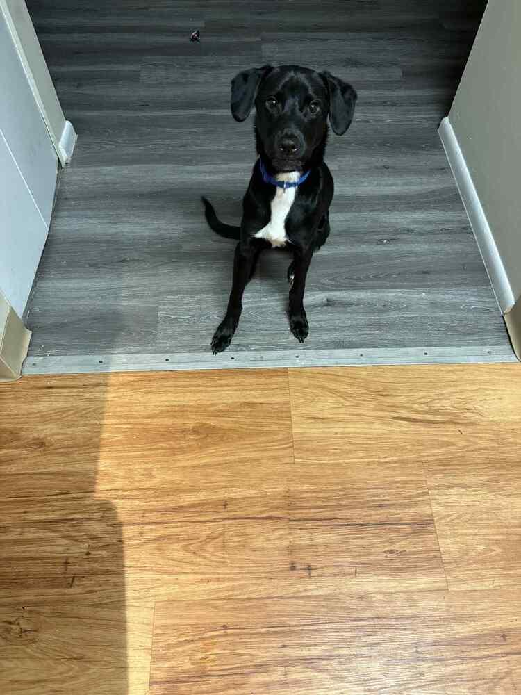 Abel, a Adoptable Labrador Retriever in New Bedford, MA image 4/6