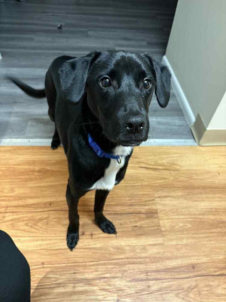 Abel, a Adoptable Labrador Retriever in New Bedford, MA image 5/6