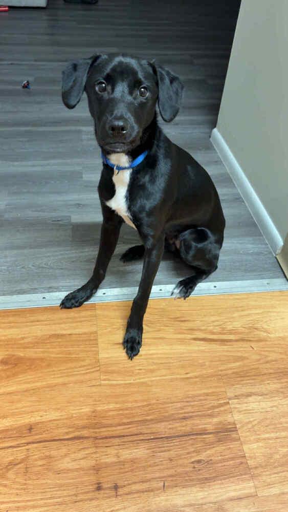 Abel, a Adoptable Labrador Retriever in New Bedford, MA image 6/6