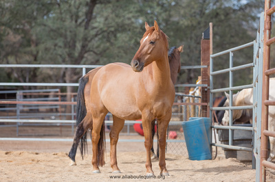 Red - Project Horse/Non-Riding , Adoptable, Adult Male Grade.