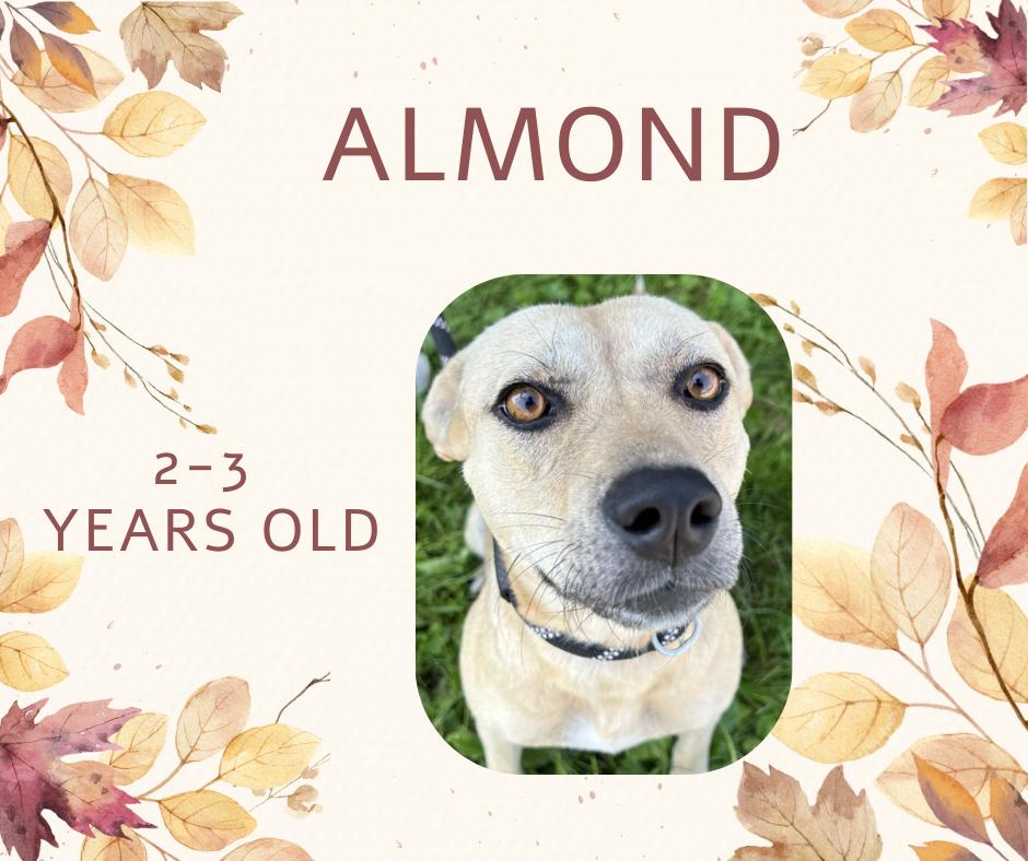 Enlarge Almond, a Adoptable mixed breed in Tama, IA image 1/1