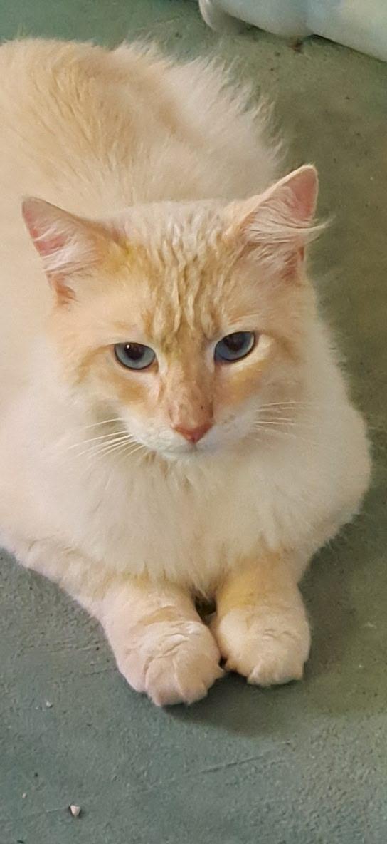 Olaf , ADOPTABLE, Young Male Siamese.
