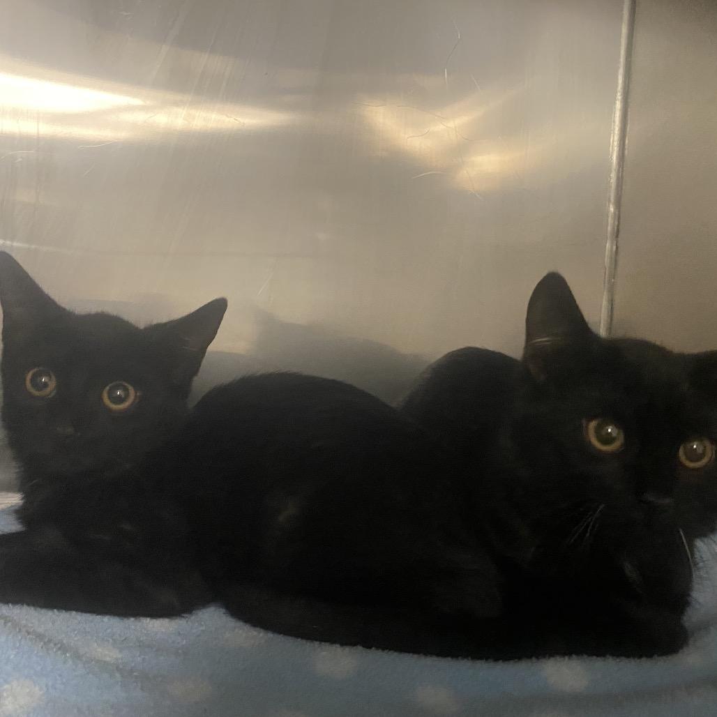 Chili, Adoptable, Young Female Domestic Short Hair.