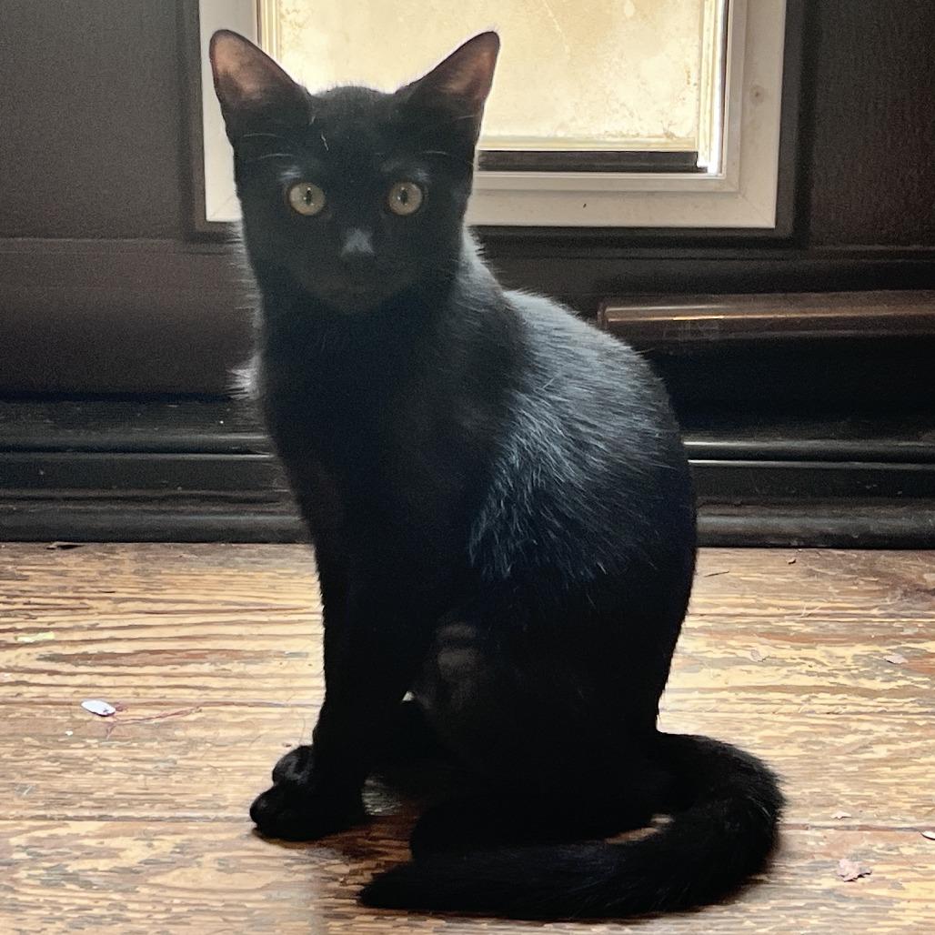 Chili, a Adoptable Domestic Short Hair in Rocky Mount, VA image 2/4